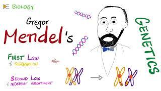 1st & 2nd Mendelian Laws | Genetics 