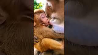 Mother  monkey breastfeeding baby