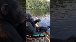 Chimpanzees | Our Closest Living Relatives