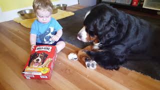 Baby feeding milk bones to his Bernese mountain dog!