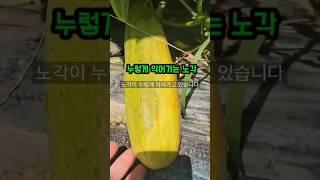 노각이 엄청 열렸네요