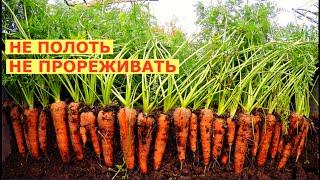 Вырастить МОРКОВЬ как дважды два!