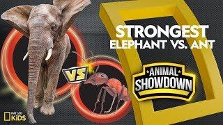 Elephant vs. Ant: Battle for the Strongest | Animal Showdown