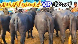 Lahore Cow Mandi Beautiful Jhotian | Top Quality Buffalo Farming Plan | A-One Dairy Farming Business