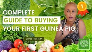 Complete Guide To Buying Your First Guinea Pig!