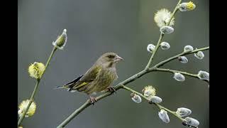 Verdun Greenfinch Singing Verdone Canto Verderon