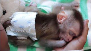 Very Lovely Big Eyes Baby Monkey Jason Drink Milk And Sleeping Sweet Dream On Mom's Hand