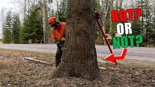 Looks Rotten, Might Fall Wrong… What Would You Do?
