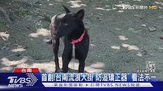 創!台南流浪犬掛「防追矯正器」 看法不一｜TVBS新聞