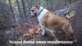 Syuzi Englishbulldog Hiking 4 miles