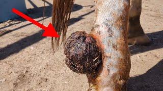 MASSIVE Tumor Removal! Veterinary Expertise with a Dash of Humor!