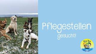  lPflegestellen gesucht!| 