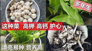 【盆栽慈姑】漂亮好吃容易种, 炖肉香喷喷 Harvesting arrowheads in pot