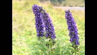 Aconitum napellus (with translation text)