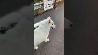 Sunset dog walk  Bear #rescuedog #samoyed #husky #Bear #MomoBear