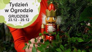 Grudzień w ogrodzie. Kalendarz ogrodnika na 23.12 - 29.12. Prace ogrodnicze w grudniu