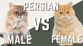 Male Persian Cat VS Female Persian Cat - Compare and Contrast