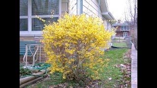 Forsythia suspensa | Forsythia