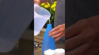 Easy Homemade Bug Spray Recipe 🪰🪳  No More APHIDS