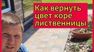 Как обновить старую кору лиственницы.