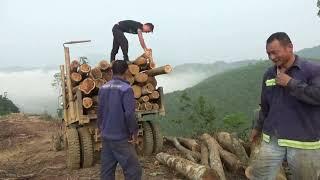 Timber exploitation in Vietnam for export