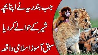 MORAL STORY OF A LION AND MONKEY | Talha Films