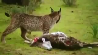 Endangered Iberian Lynx Cat Of Spain   Hunting, Attacks Full Nature Wildlife Documentary