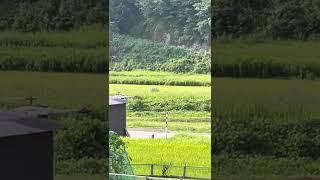 Japan Amazing Agriculture Spraying Drone Fertilizer