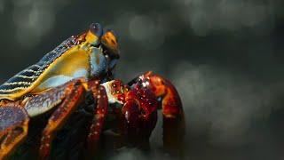 Crab vs Eel vs Octopus | Blue Planet II | BBC Earth