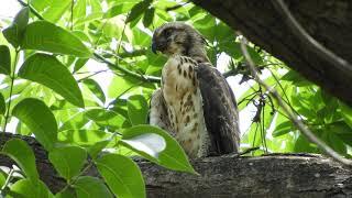 20200622 永祥公園鳳頭蒼鷹 - 歪嘴小鳳離巢 15 公尺遠