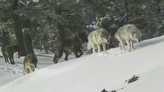 Washington's wolf population is growing