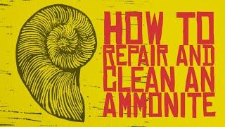 How to repair and clean a broken ammonite