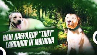 Troy/Трой  Подарки бандиту-лабрадору от Alaska Zoo | #КИШИНЕВ #МОЛДОВА #ЛАБРАДОР #СОБАЧНИКИ