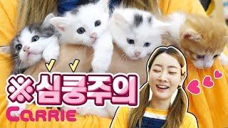 [엘리가 간다] 귀여운 아기 동물들이 태어났대요! | 심쿵해버린 엘리, 꼬마캐리!! | Little Kitten