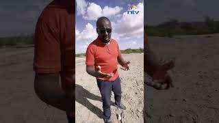 The NTV team's attention  drawn to carcasses of cows and goats at Bangali, Tana River