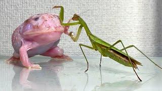 praying mantis trying to eat a frog/ Pacman frog , African bullfrog【LIVE FEEDING】