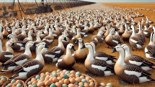 Russian Farmers Raise Millions Of Geese And Ducks This Way