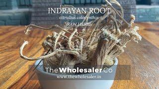 Indrayan Root - Citrullus Colocynthis - TheWholesalerCo