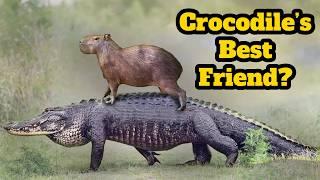 WTF Is This Capybara Doing ON a Crocodile?!