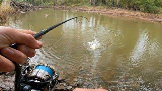 Big Fish Lurk This Skinny Water Creek?!!