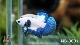 MARBLE BLUE RIM BETTA FISH