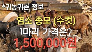 귀농귀촌 정보)염소 종모 1마리 가격은? 1,500,000원 #염소농장 #염소수익 #farming #염소가격 #염소시세