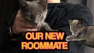 our new roommate - biofrost's cat Grey | woori TV