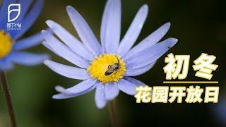 【园丁小饭】就算初冬了 这些花还是开得“轰轰烈烈”