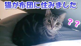 猫が布団に住みました（アメリカンショートヘア）