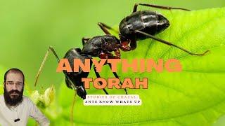 Humbled by The Ant-King Solomon