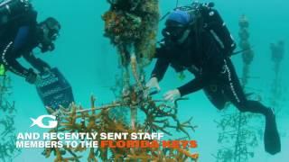 Coral restoration in the Florida Keys