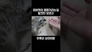 반려동물이 쩝쩝거리는걸 본 주인