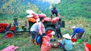 Lucky young couple makes a lot of money from tractor - Try to earn money to get back the lost farm