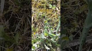 何の蕾か？・・・・・・・・・・・ハハコグサ